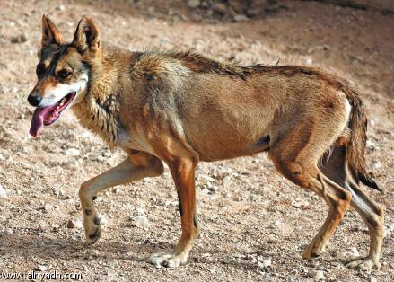 Arabian Wolves