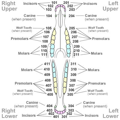 Equine Dental Chart