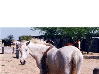 Kuhaylat al-Kraay from Bahrain