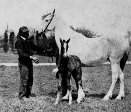 Reshan, a desert-bred Kuhaylah Hayfiyah imported to the USA by Homer Davenport in 1906