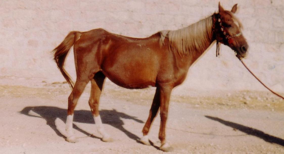 Aminah, a desert-bred Kuahylah Mimrahiyah from the Shammar tribe ...