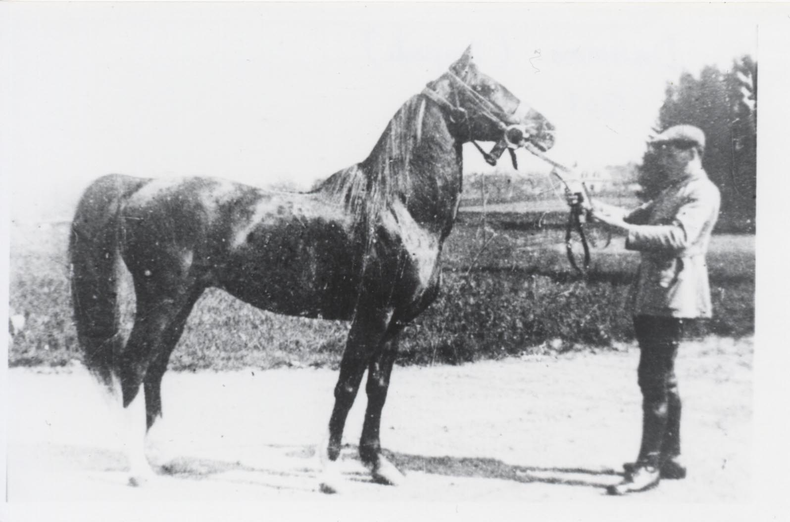 Dahman, an Asil Rabdan stallion bred by the Shammar and imported to France in 1909.