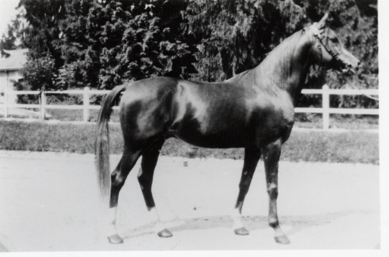 El Sbaa, a desert-bred Asil stallion imported to France in 1925.