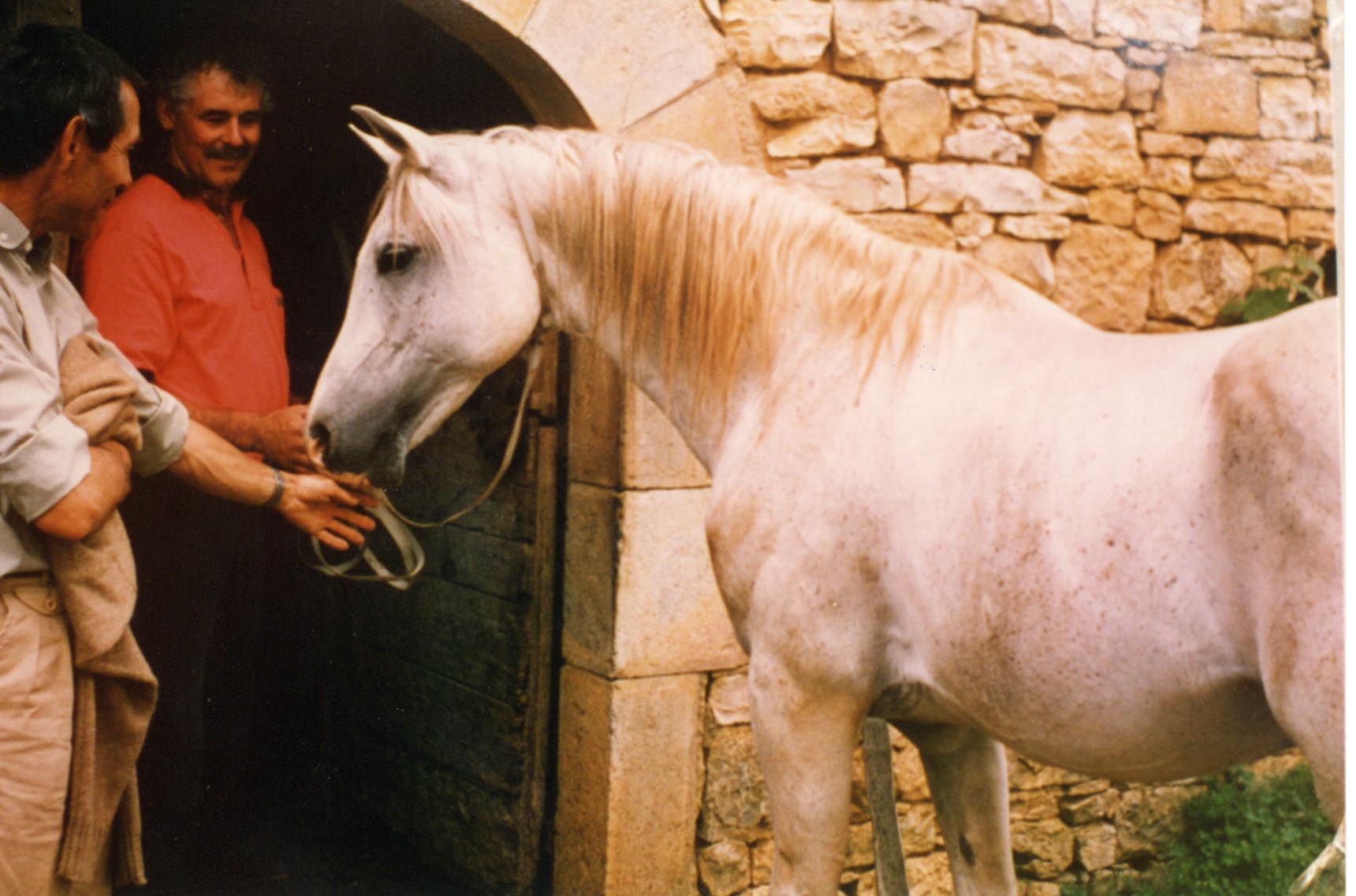 Nichem, an Asil stallion of Algerian and Tunisian bloodlines