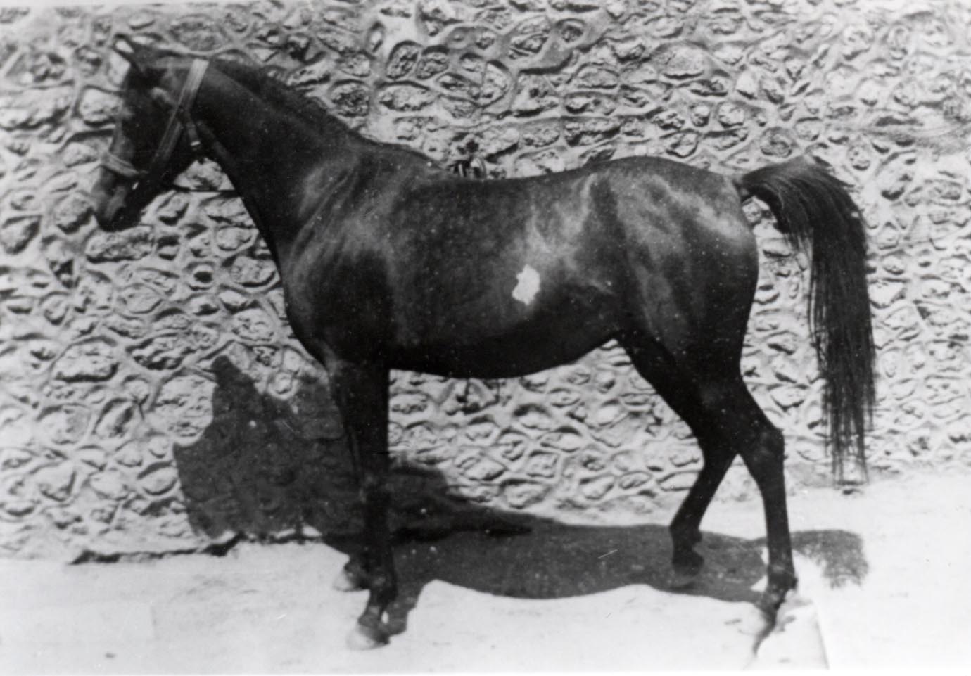 Fadd’a, An Asil mare of Algerian bloodlines born in 1907.