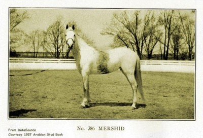 Mershid, an asil Kuhaylat al-Ajuz bred in the USA. True desert type. 