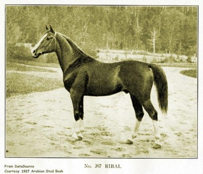 Ribal (Berk x Rijma), an asil Kuhaylan al-Ajuz stallion bred in the UK. True desert type