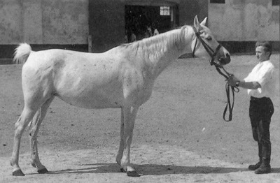 25 Amurath Sahib, an asil mare from Babolna