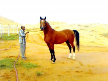 Al Fateh Ubayyan al-Sufayfi from Saudi Arabia