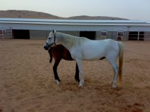 Mazfufah (Haleem x Ma'zufah) an asil Kuhaylat al-Krush in Saudi Arabia