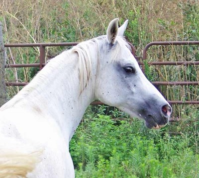 Wisteria, an asil Kuhaylat al-Hayf in the USA, bred by Charles Craver and owned by the author of this blog