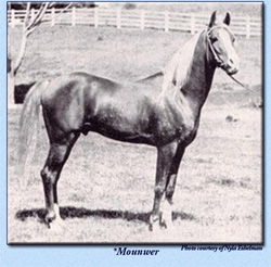 The asil stallion *Mounwer, a Shuwayman from Lebanon, imported to the USA in 1947