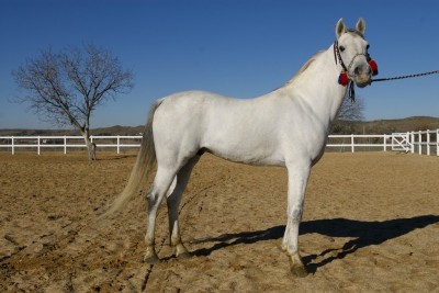 Najm Yarob, an asil Arabian stallion of the Kuhaylan al-Krush strain, bred in Syrian and imported in Spain in 2002