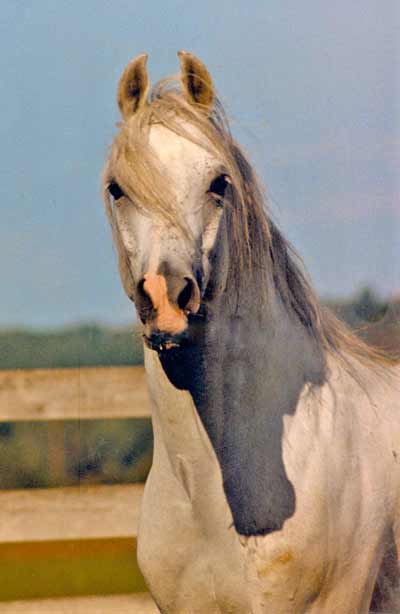 How Arabian horse ears should look like – Daughters of the Wind