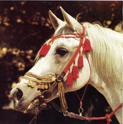 Siglavy Bagdady VI, the last asil 100% Babolna-breeding stallion 