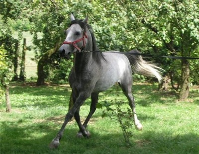 Mahboob Halab, an asil Shuwaymn Sabbah stallion imported from Syria to France in 2009
