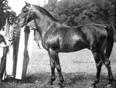 *Haleb, a desert-bred Ma'naghi Sbayli bred by the Sba'ah Bedouins and imported to the USA in 1906