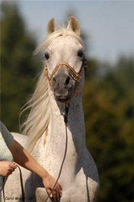 Zachary CF an asil Kuhaylan al-Hayf at Diane Lyons in Oregon