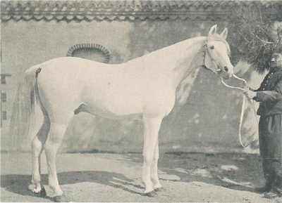 Aziz, 1888, imported to Algeria by the French government