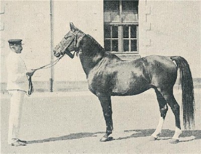 Dahman, a desert bred Rabdan stallion, by a Dahman, bred by the Shammar, herd stallion at the Shammar, imported to France in 1909