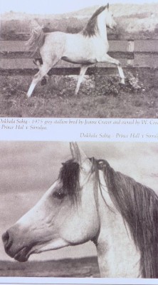 Dakhala Sabiq, an asil Ma'anaghi Sbayli stallion by Prince Hal x Sirrulya