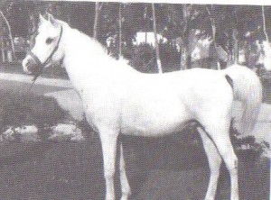 Hadia, from Tunisia, a Kuhaylat al-'Ajz tracing to the stallion Aziz