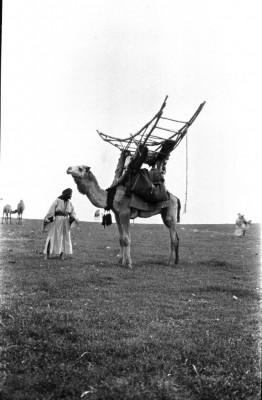 Gertrude Bell archives: Camel with howdah. Shammar Bedouin tribesman nearby, camels in background Arpil 1911