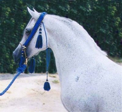 RB Bellagio, an asil Ma'naqi Sbayli in New Jersey, owned by Terri Somers