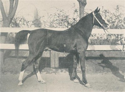 Salamie, desert bred stallion imported to Algeria by the French in the 1890s