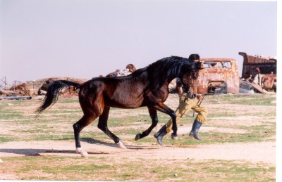 Raad, a desert-bred, asil Kuhaylan al-Musinn stallion from Aleppo, Syria
