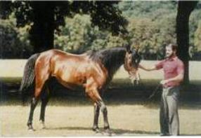 Jazour, a Kuhaylan al-'Ajuz, by Saadi out of Izarra, bred by Robert Mauvy in France