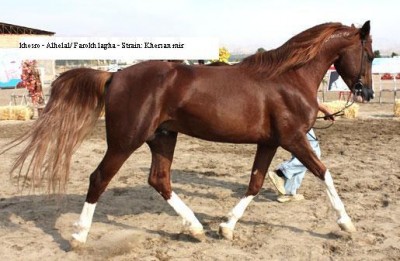 Khosro, an Arabian horse from Iran