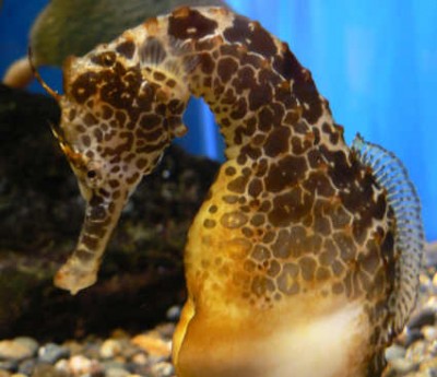 seahorse