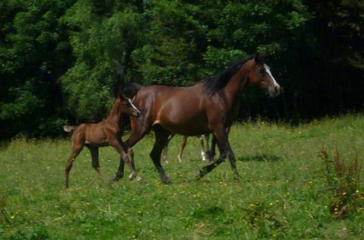 New son of Syrian stallion Mahboob Halab in France – Daughters of the Wind