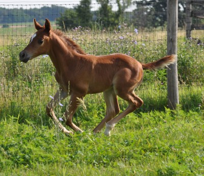 Mystfillyjuly21forfun2