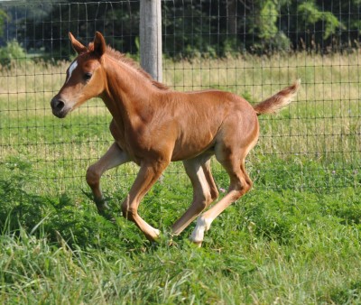 Mystfillyjuly21forfun4