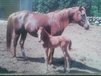 Jadiba and 1994 foal