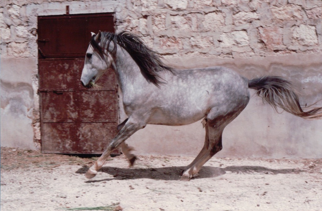 Daughters of the Wind: a blog on desert arabian horses 