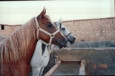 unidentified mares at Jabri