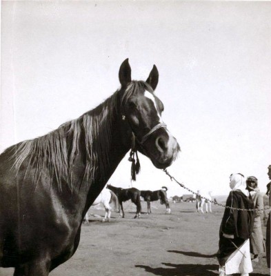 Emir Talal's wedding. Emir Abdullah's mare. The bridegroom wedding mount. c. 1934 - 35