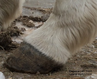 ElleLFL20160107Annotated