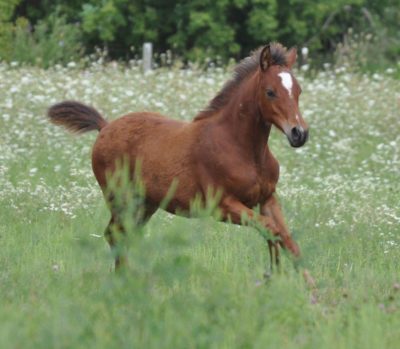 filly