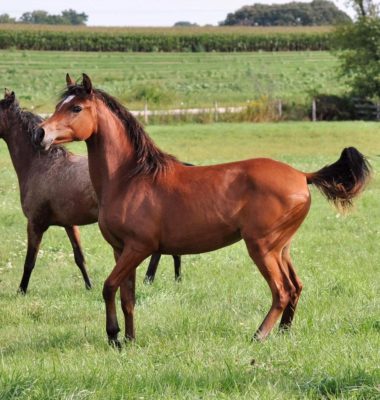 krush filly