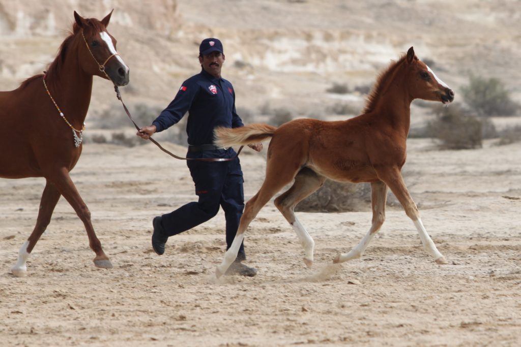 Daughters of the Wind: a blog on desert arabian horses 